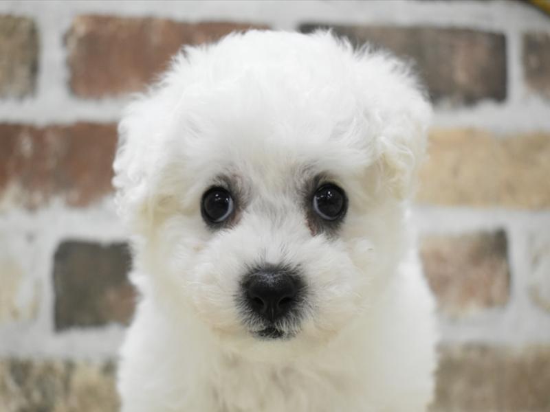 奈良県のビションフリーゼ (ワンラブミ・ナーラ奈良店/2024年3月6日生まれ/女の子/ホワイト)の子犬