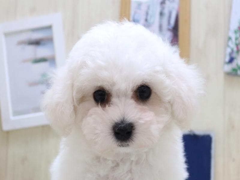 長野県のビションフリーゼ (ワンラブアリオ上田店/2024年3月4日生まれ/男の子/ホワイト)の子犬