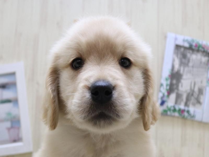 和歌山県のゴールデンレトリバー (ワンラブイズミヤ和歌山店/2024年3月6日生まれ/女の子/ゴールデン)の子犬