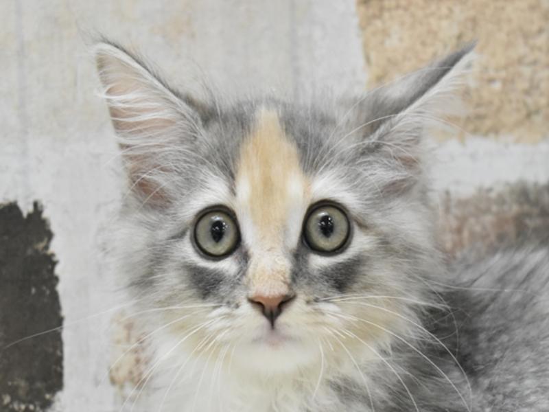 愛知県のノルウェージャンフォレストキャット (ワンラブNEW・イオンタウン名西店/2024年3月6日生まれ/女の子/ダイリュートキャリコ)の子猫