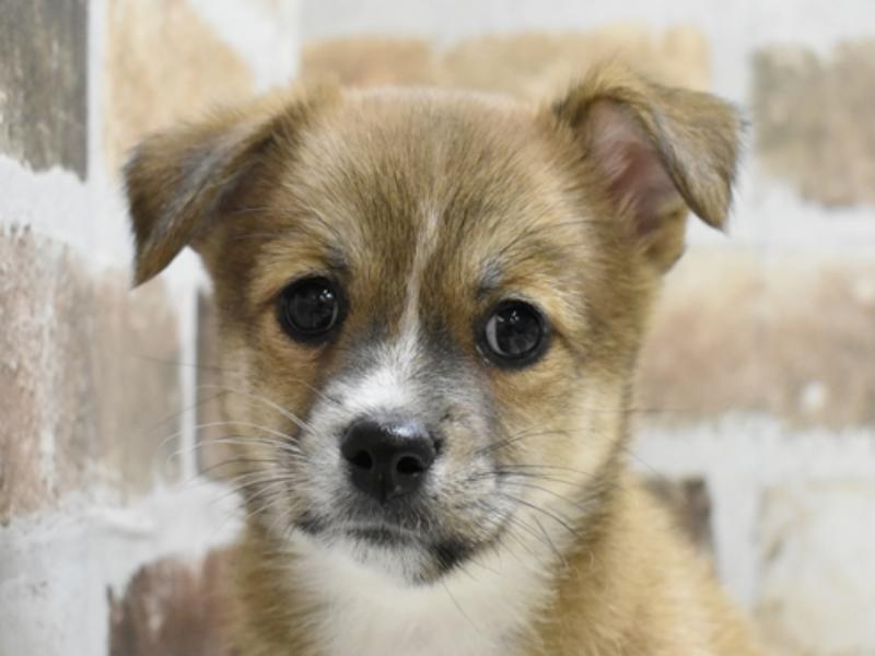 三重県のハーフ犬 (ワンラブバローミタス伊勢店/2024年3月6日生まれ/男の子/赤)の子犬