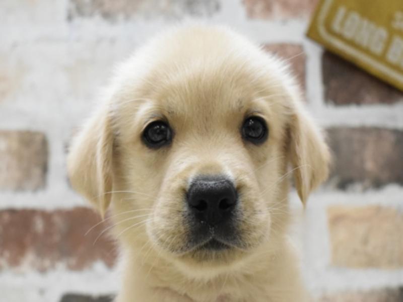 2024年3月6日生まれのハーフ犬の1枚目の写真