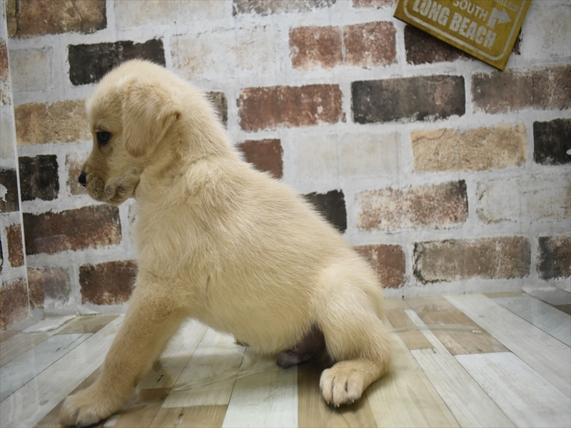 2024年3月6日生まれのハーフ犬の3枚目の写真