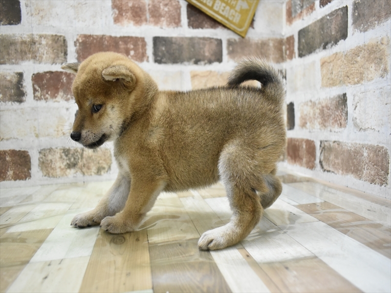 2024年3月5日生まれの柴犬(標準サイズ)の3枚目の写真