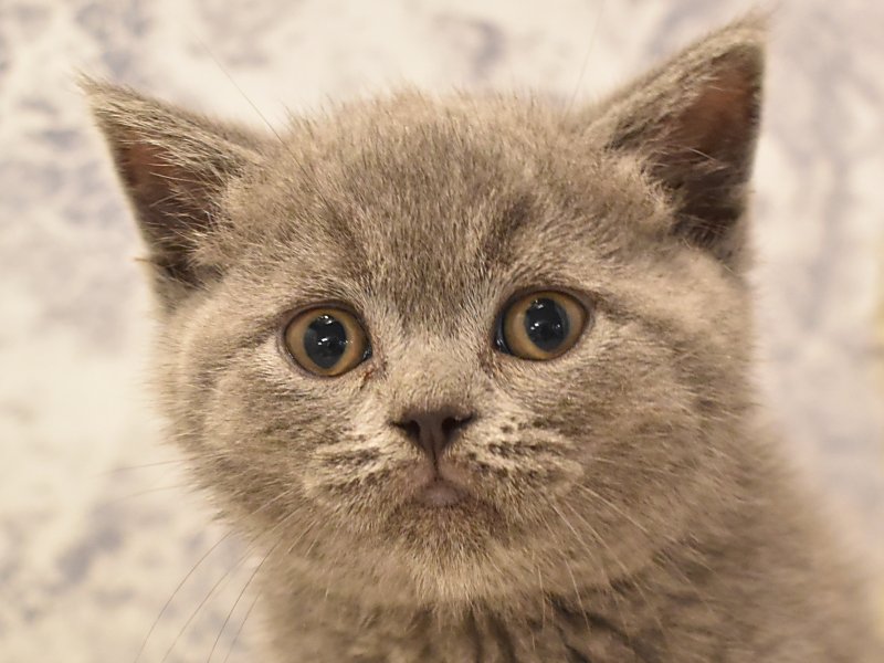 東京都のブリティッシュショートヘアー (ワンラブイーアス高尾店/2024年3月6日生まれ/男の子/ブルー)の子猫