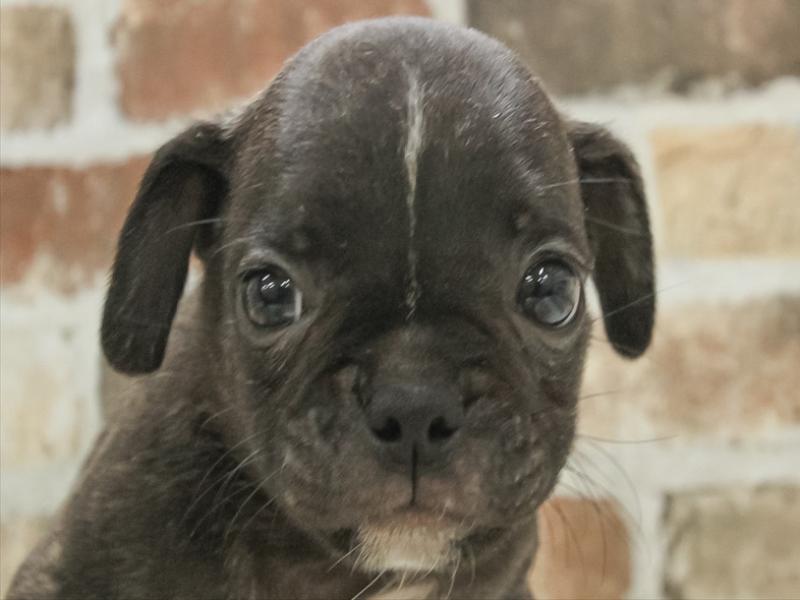 2024年3月9日生まれのハーフ犬の1枚目の写真