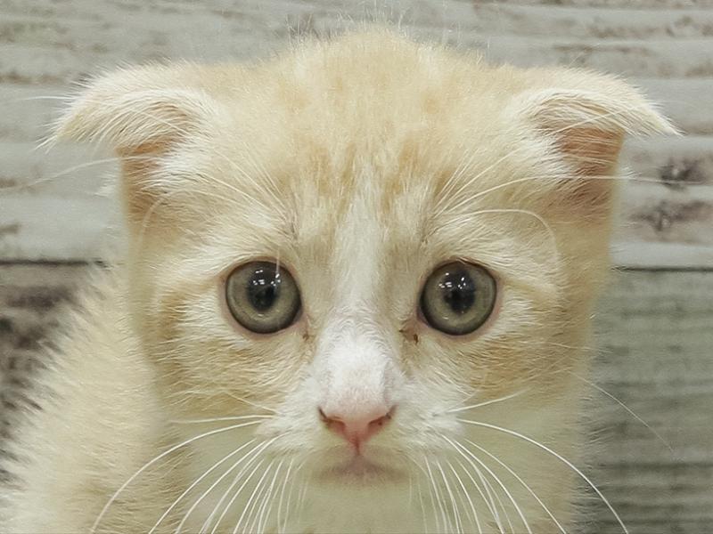 愛知県のスコティッシュフォールド (ワンラブドン・キホーテ安城店/2024年3月10日生まれ/男の子/クリームタビーホワイト)の子猫