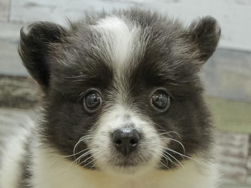 大阪府のハーフ犬 (ワンラブパンジョ泉北店/2024年3月9日生まれ/女の子/ブラックホワイト)の子犬
