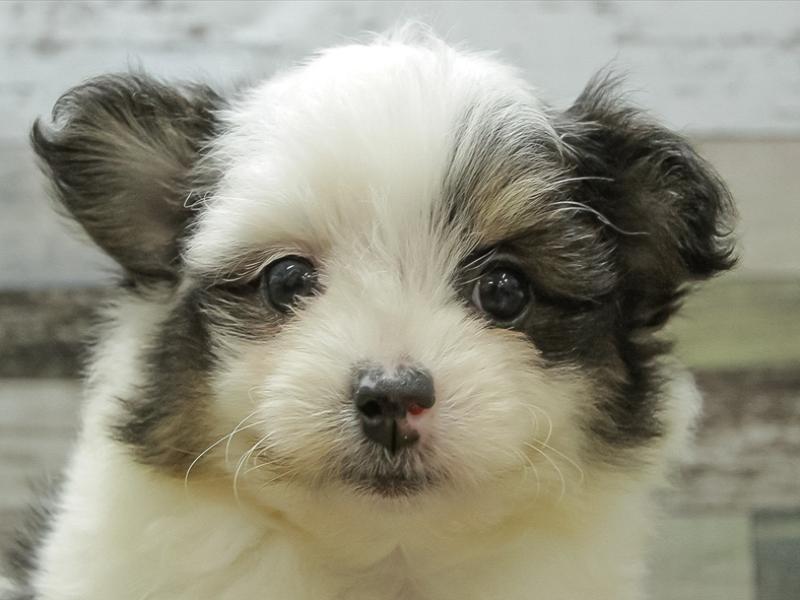 静岡県のハーフ犬 (ワンラブ静岡PARCO店/2024年3月9日生まれ/女の子/ホワイトブラックタン)の子犬