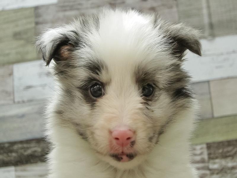 三重県のシェットランドシープドッグ (ワンラブカインズ明和店/2024年2月26日生まれ/男の子/ブルーマール)の子犬