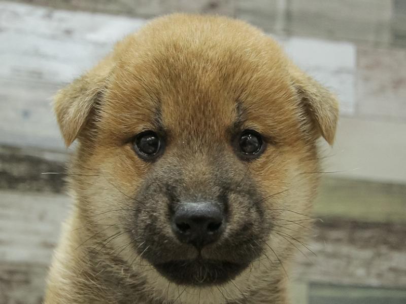 2024年3月8日生まれの柴犬(標準サイズ)の1枚目の写真