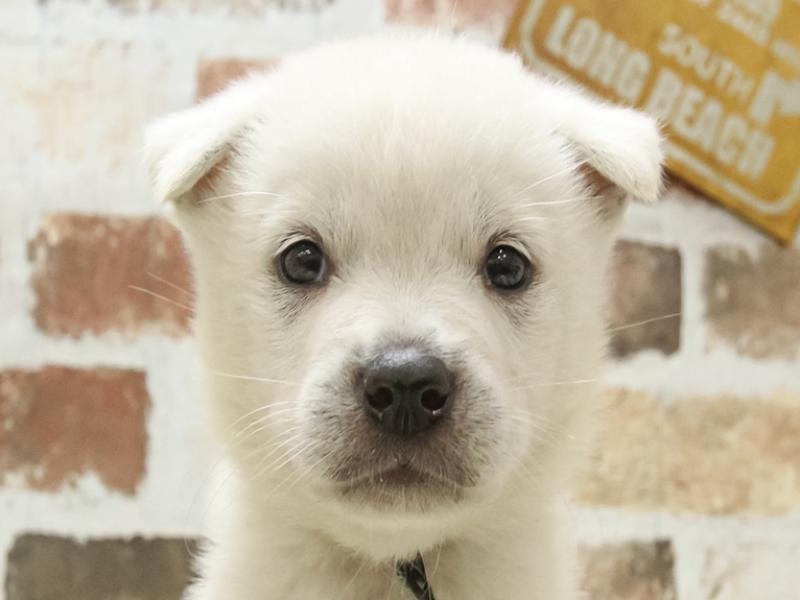 2024年3月9日生まれの紀州犬の1枚目の写真