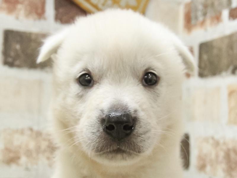 愛知県の紀州犬 (ワンラブおっきなもふもふ名古屋総本店/2024年3月9日生まれ/男の子/白)の子犬