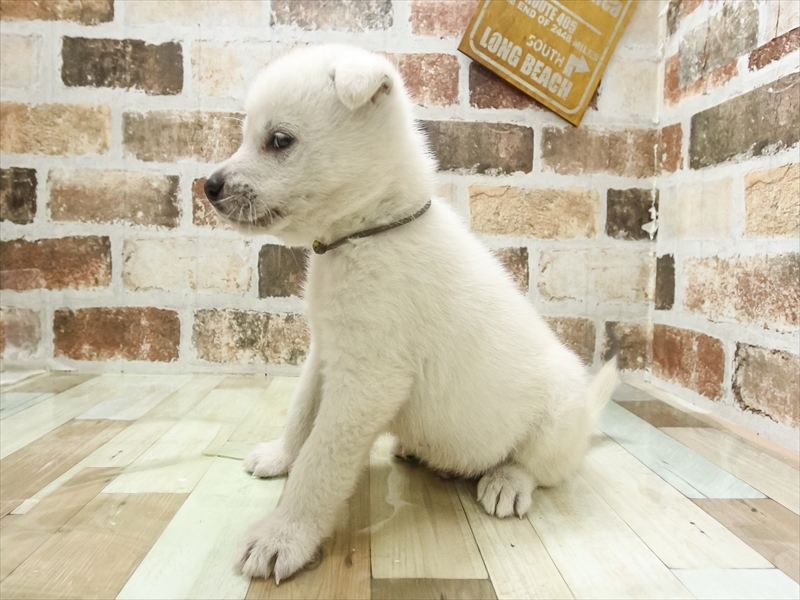 2024年3月9日生まれの紀州犬の2枚目の写真