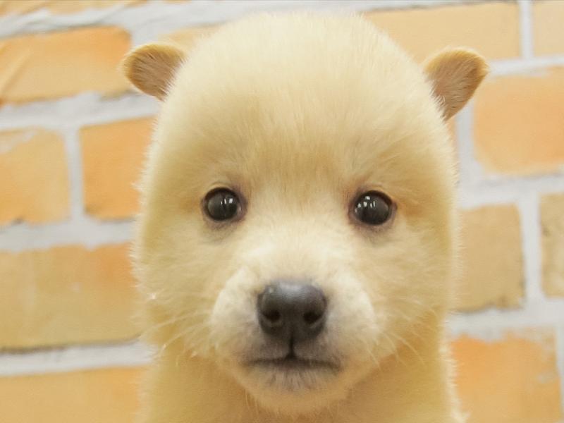 静岡県の柴犬(標準サイズ) (ワンラブ静岡PARCO店/2024年3月9日生まれ/男の子/白)の子犬