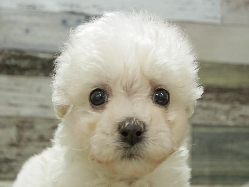 愛知県のビションフリーゼ (ワンラブMEGAﾄﾞﾝ･ｷﾎｰﾃ ｸﾗｽﾎﾟ蒲郡店/2024年3月2日生まれ/男の子/ホワイト)の子犬