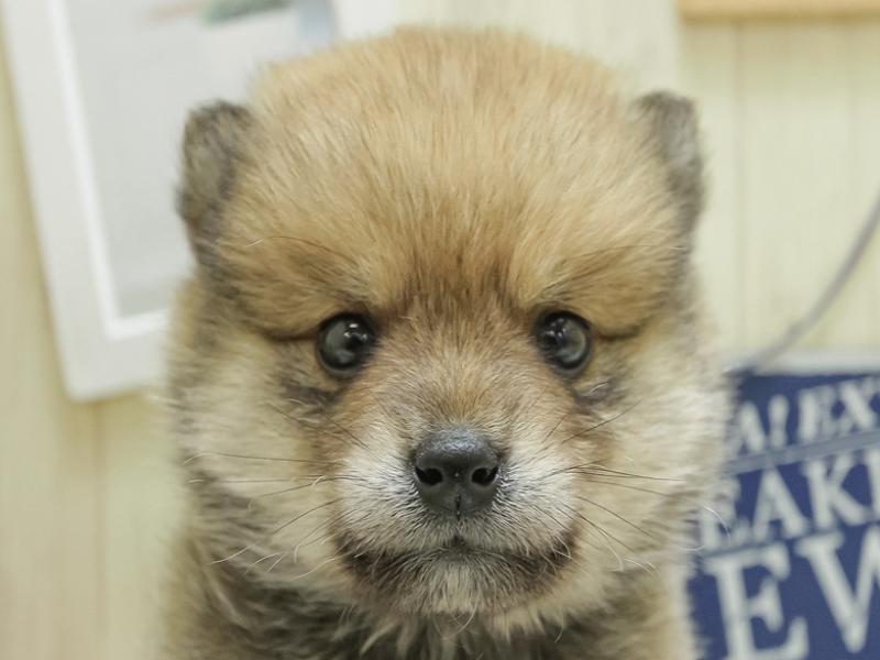 2024年3月7日生まれのポメ柴(ポメラニアン×柴犬)の1枚目の写真