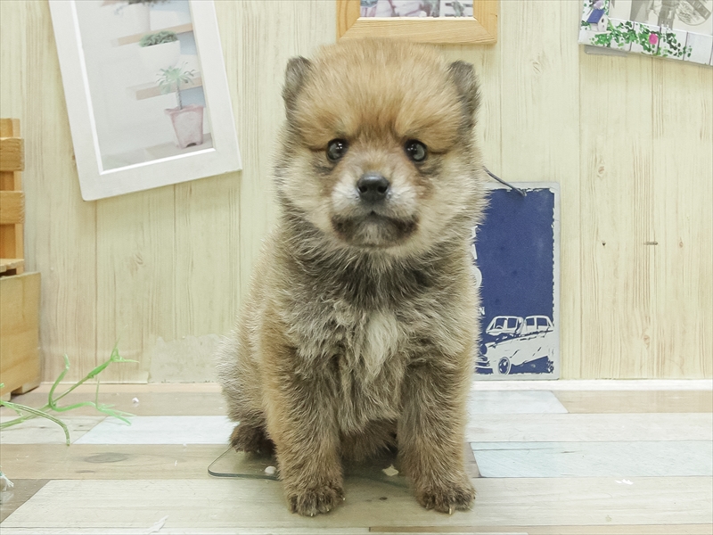 2024年3月7日生まれのポメ柴(ポメラニアン×柴犬)の3枚目の写真
