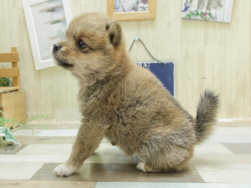 2024年3月8日生まれのポメ柴(ポメラニアン×柴犬)の2枚目の写真