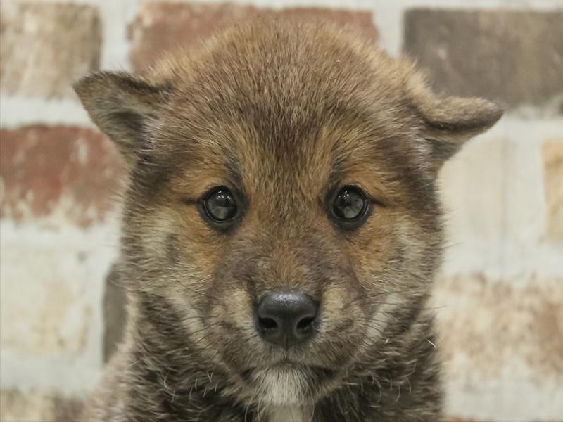 愛知県の柴犬(標準サイズ) (ワンラブアクロスプラザ稲沢店/2024年3月10日生まれ/男の子/赤)の子犬