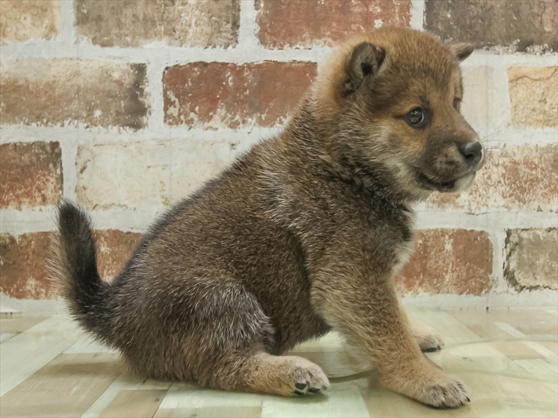 2024年3月10日生まれの柴犬(標準サイズ)の2枚目の写真