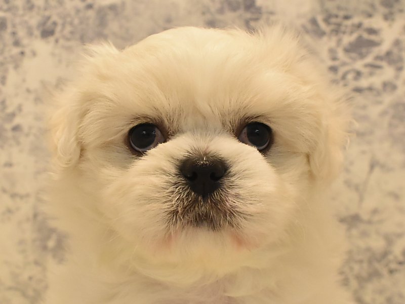 2024年3月8日生まれのハーフ犬の1枚目の写真