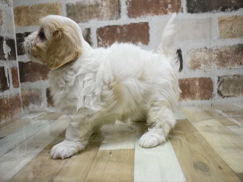 2024年3月9日生まれのハーフ犬の3枚目の写真