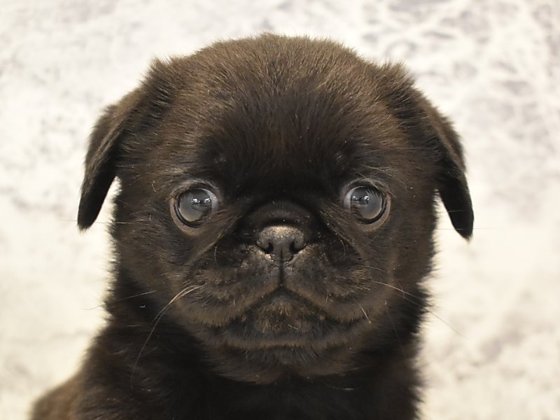 神奈川県のハーフ犬 (ワンラブカインズ三浦店/2024年3月9日生まれ/女の子/ブラック)の子犬