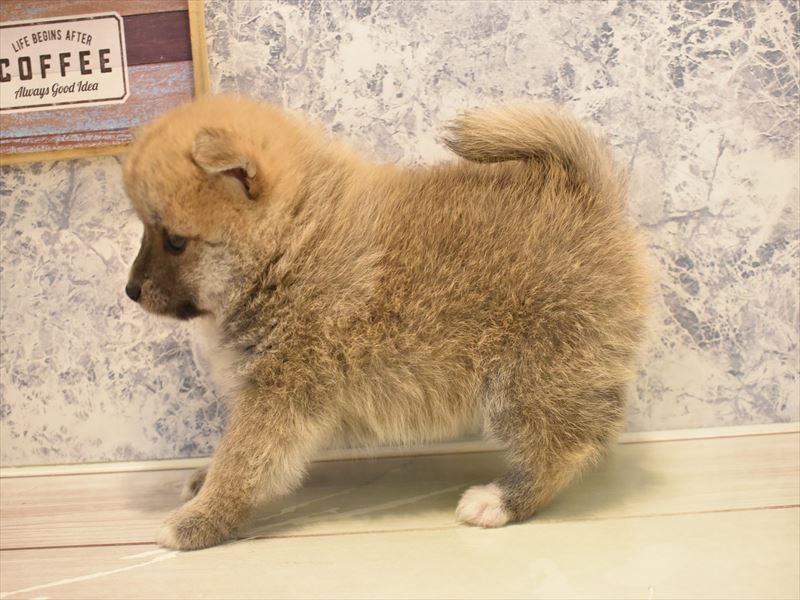 2024年3月10日生まれのハーフ犬の3枚目の写真