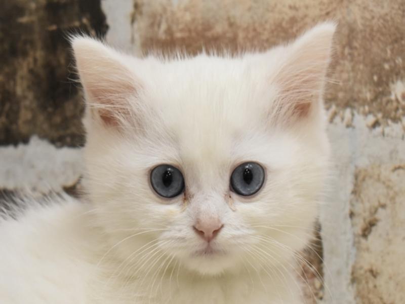 愛知県のミヌエット (ワンラブホームセンターバロー千音寺店/2024年3月5日生まれ/女の子/ホワイト)の子猫
