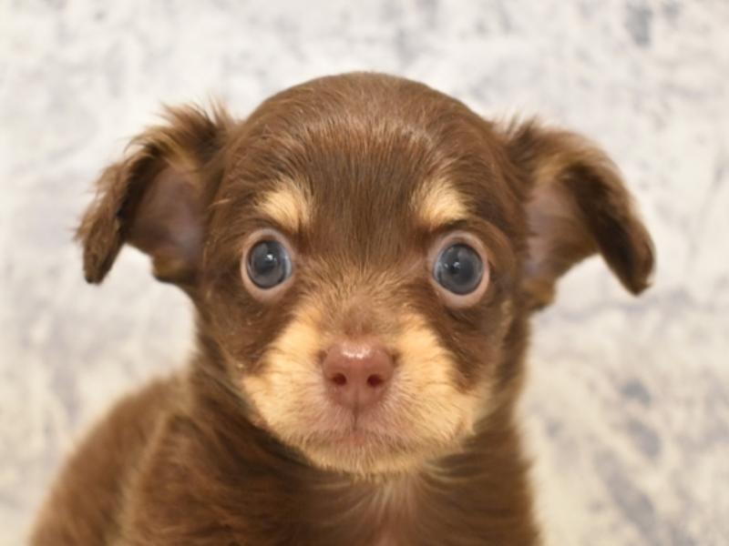青森県のチワックス(チワワ×ダックス) (ワンラブエルムの街店/2024年3月1日生まれ/男の子/チョコレートタン)の子犬