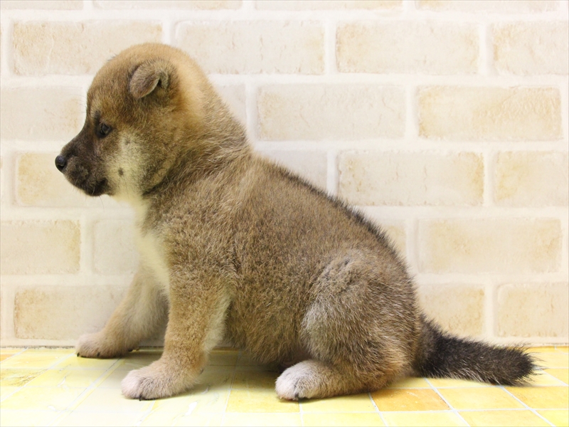 2024年3月10日生まれの柴犬(標準サイズ)の3枚目の写真