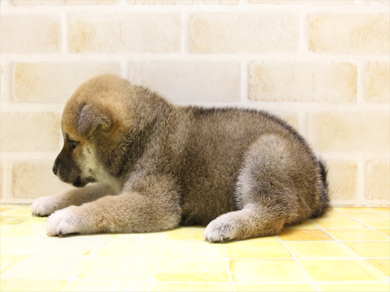 2024年3月10日生まれの柴犬(標準サイズ)の3枚目の写真