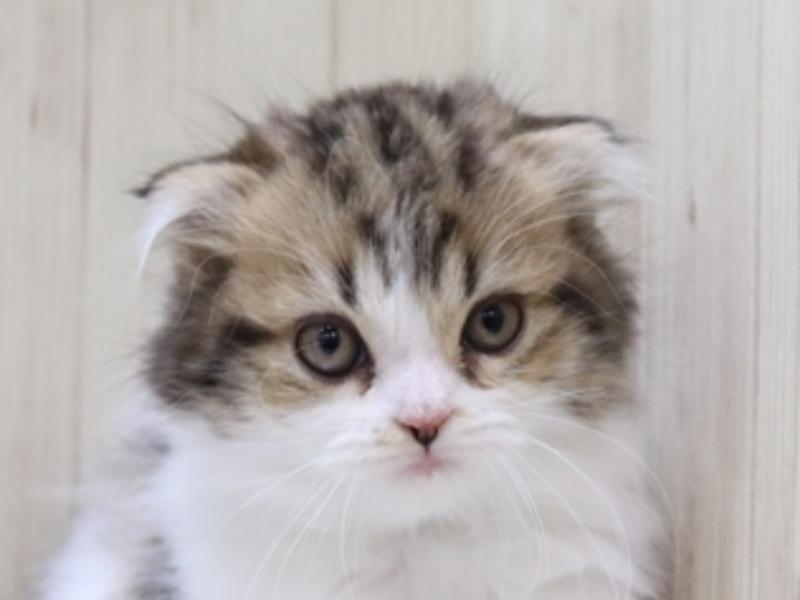 滋賀県のスコティッシュフォールド (ワンラブピエリ守山店/2024年3月11日生まれ/女の子/ブラウンパッチドタビーホワイト)の子猫