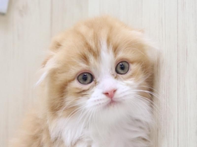 長野県のスコティッシュフォールド (ワンラブアリオ上田店/2024年3月11日生まれ/男の子/レッドタビーホワイト)の子猫