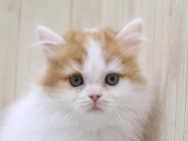 愛知県のスコティッシュフォールド (ワンラブNEW・イオンタウン名西店/2024年3月11日生まれ/男の子/レッドタビーホワイト)の子猫