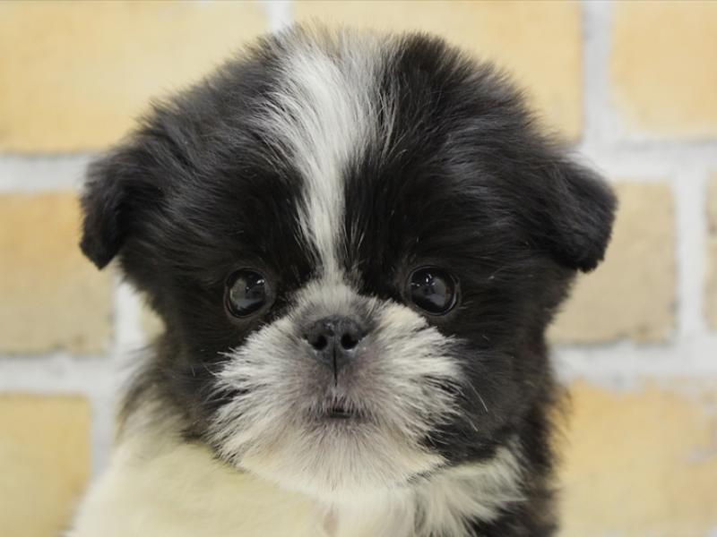熊本県のハーフ犬 (ワンラブザ・ファクトリーニシムタ合志店/2024年3月8日生まれ/女の子/ブラックホワイト)の子犬