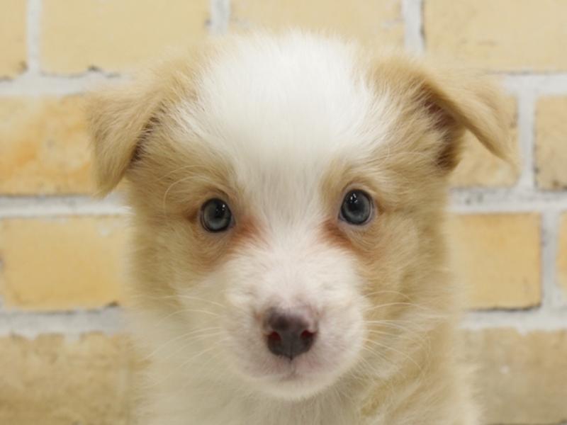 熊本県のボーダーコリー (ワンラブゆめタウン光の森店/2024年3月9日生まれ/男の子/レッドホワイト)の子犬