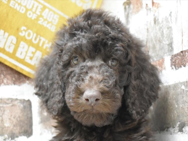 愛知県のスタンダードプードル (ワンラブおっきなもふもふ名古屋総本店/2024年3月13日生まれ/男の子/ブラウン)の子犬