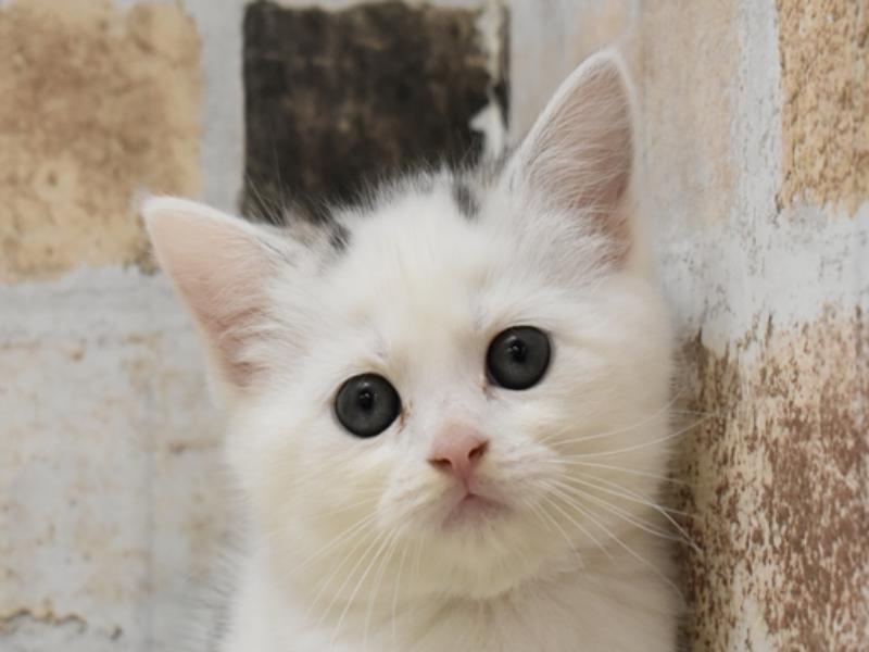 愛知県のスコティッシュフォールド (ワンラブドン・キホーテ緑店/2024年3月10日生まれ/女の子/シルバータビーホワイト)の子猫