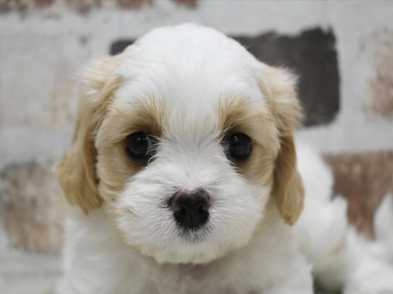 愛知県のハーフ犬 (ワンラブNEW・イオンタウン名西店/2024年3月13日生まれ/男の子/ブレンハイム)の子犬