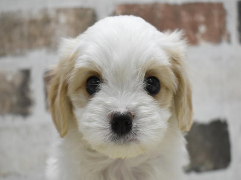 2024年3月13日生まれのハーフ犬の1枚目の写真
