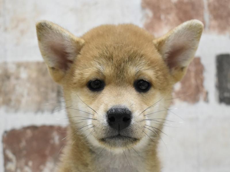 富山県の柴犬(標準サイズ) (ワンラブアピア富山店/2024年3月12日生まれ/女の子/赤)の子犬