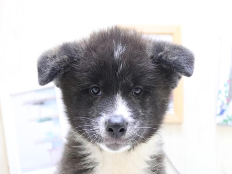 2024年3月10日生まれの秋田犬の1枚目の写真