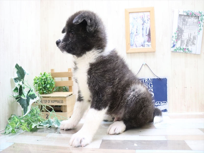 2024年3月10日生まれの秋田犬の3枚目の写真
