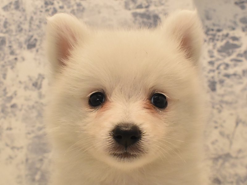 青森県の日本スピッツ (ワンラブエルムの街店/2024年3月13日生まれ/男の子/ホワイト)の子犬