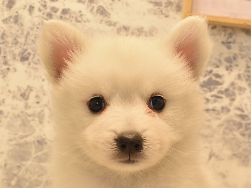 熊本県の日本スピッツ (ワンラブイオンタウン西熊本店/2024年3月11日生まれ/男の子/ホワイト)の子犬