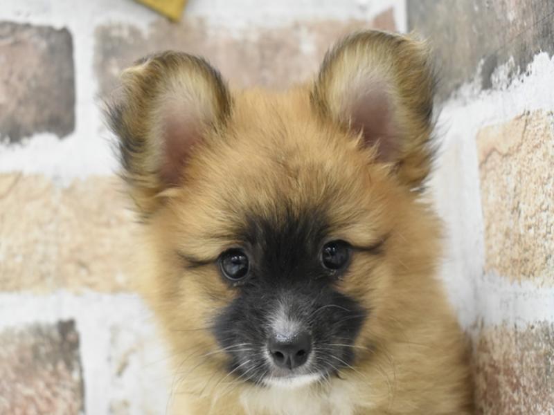 大阪府のハーフ犬 (ワンラブイオンモール日根野店/2024年3月14日生まれ/女の子/レッドホワイト)の子犬