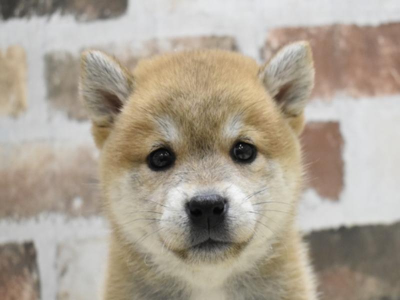和歌山県の柴犬(標準サイズ) (ワンラブイズミヤ和歌山店/2024年3月14日生まれ/女の子/赤)の子犬