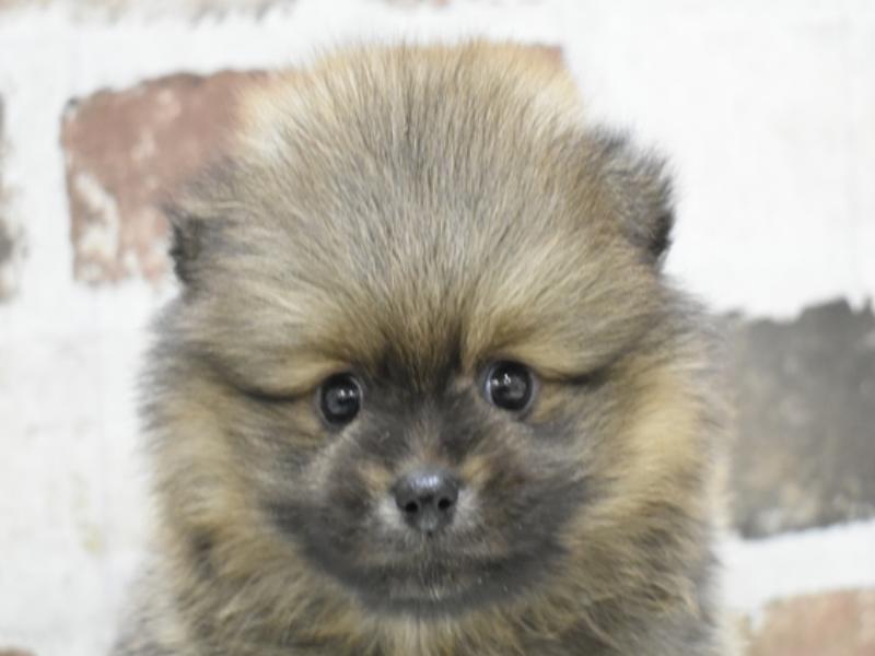 福岡県のポメラニアン (ワンラブ九州統括管理センター/2024年3月14日生まれ/男の子/ウルフセーブル)の子犬